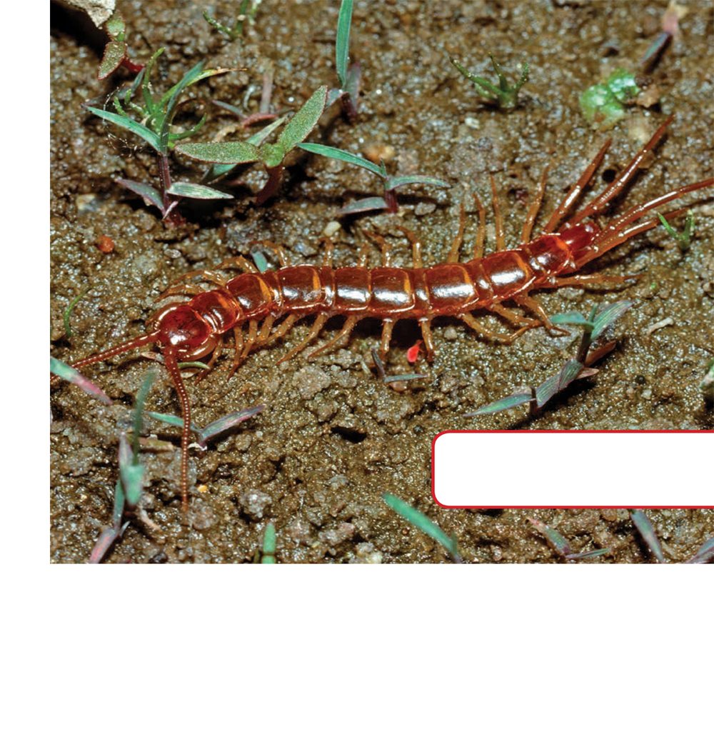 Their legs help them move fast Centipedes can have more than legs - photo 9