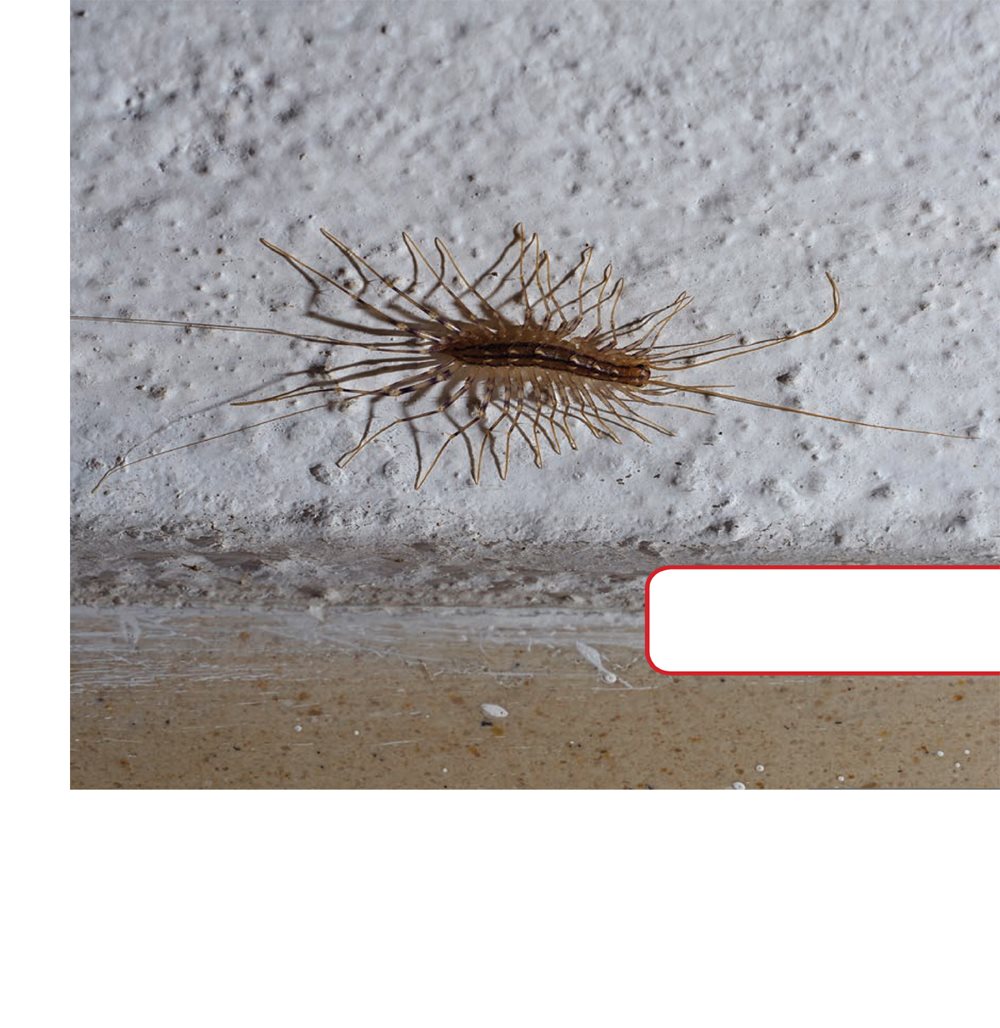 They hide in dark damp places House centipedes hide in basements - photo 11