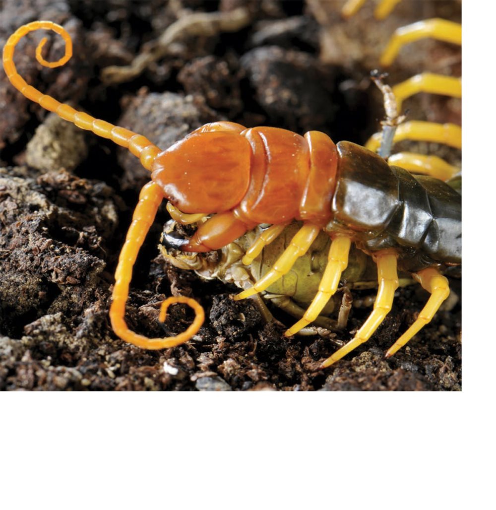 Centipedes use their claws to catch prey They shoot venom into their - photo 16