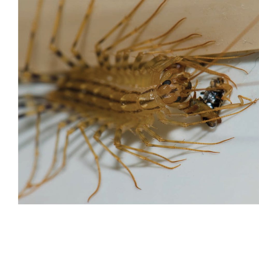 They shoot venom into their prey and eat it What Centipedes Do Most - photo 17