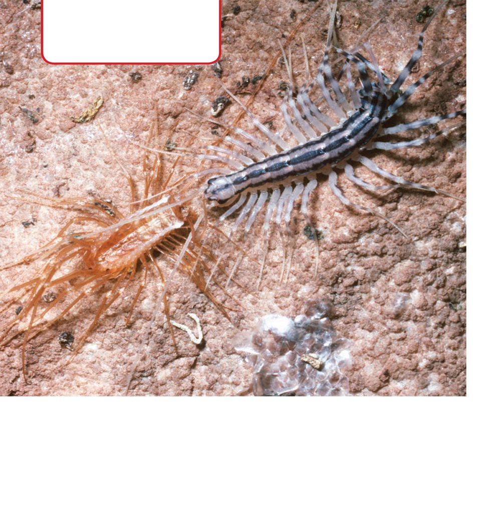 Centipedes grow more segments and legs as they molt Centipedes can - photo 20