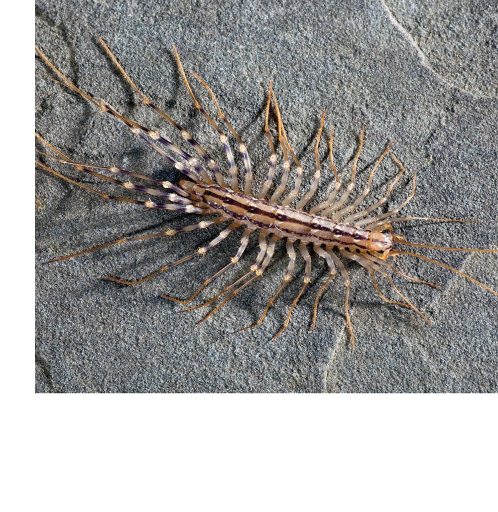 Try to count this centipedes legs before it runs away Centipede Parts - photo 21