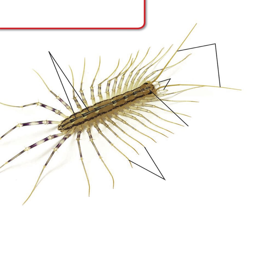 Centipede Parts segments antennae claws head legs Glossary damp - photo 22