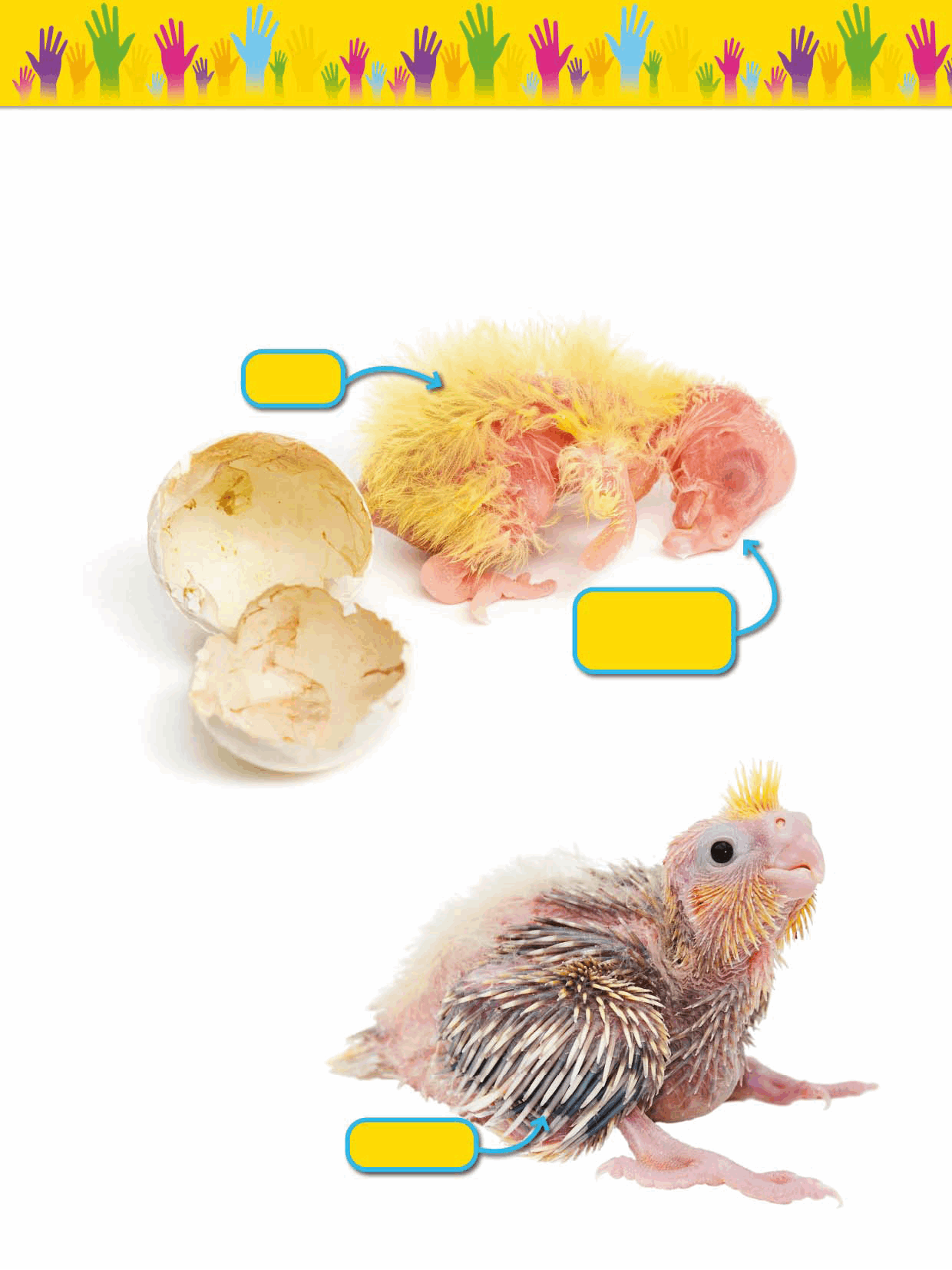 How Do Feathers Grow When a chick hatches it has a covering of tiny fluffy - photo 6