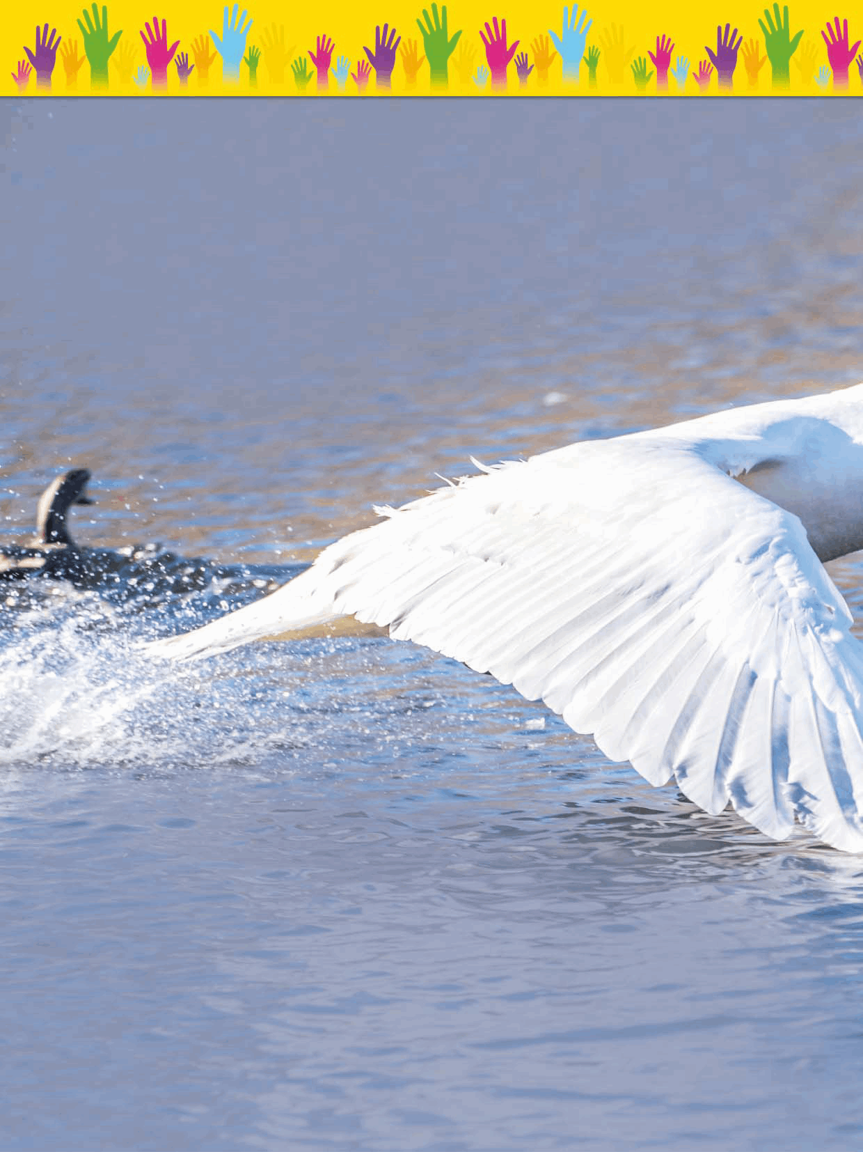 Feathers for Flying The big stiff feathers on a birds wings help it fly As - photo 8