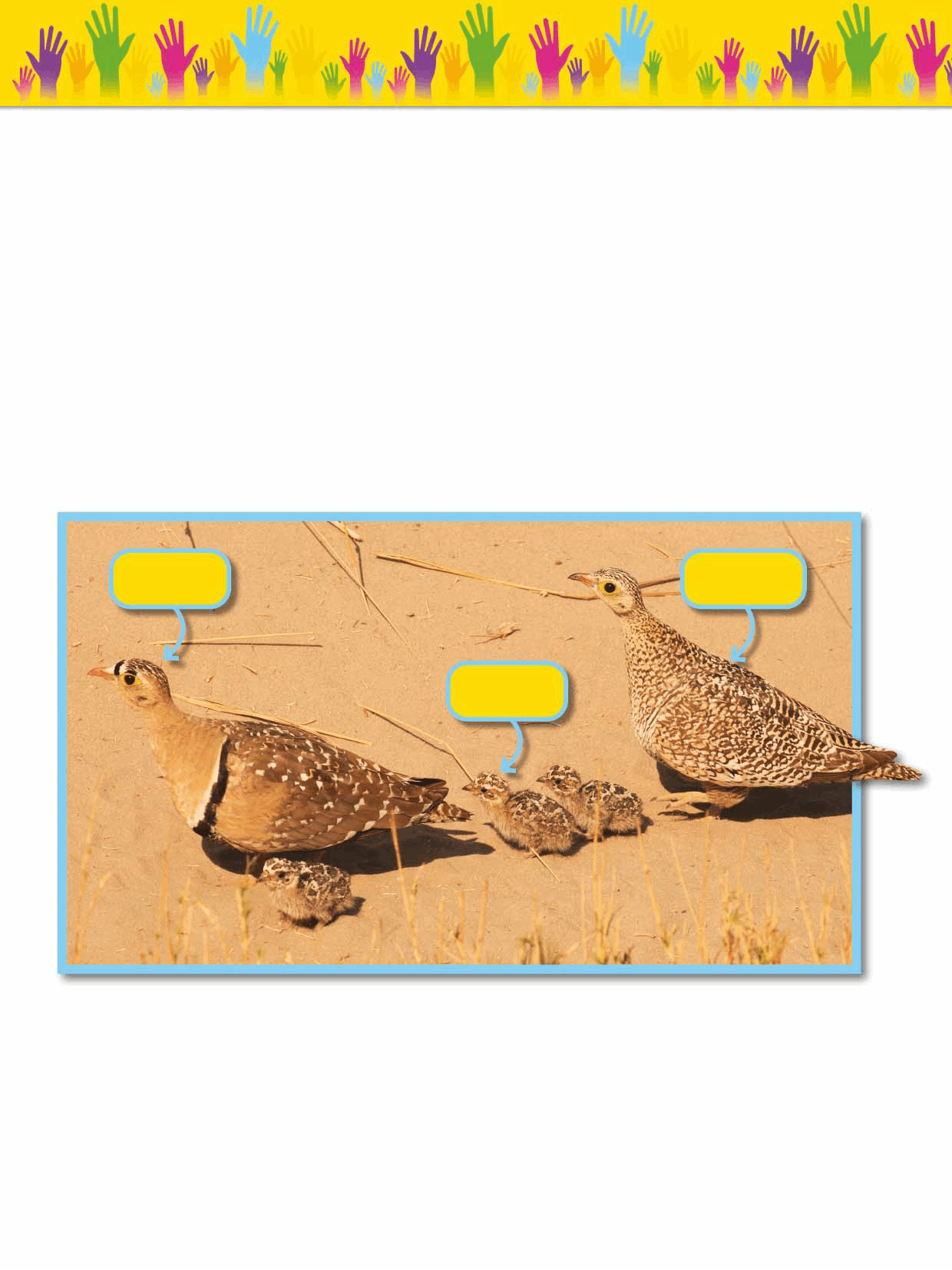 Sandgrouse are birds that live in dry desert-like places When sandgrouse - photo 18