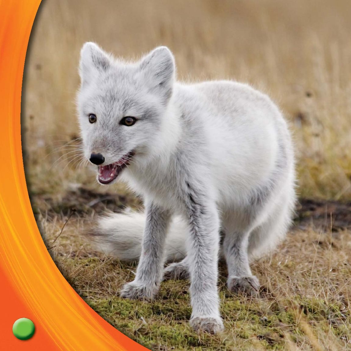 Arctic fox fur turns white This helps them hide in snow What Do You - photo 11