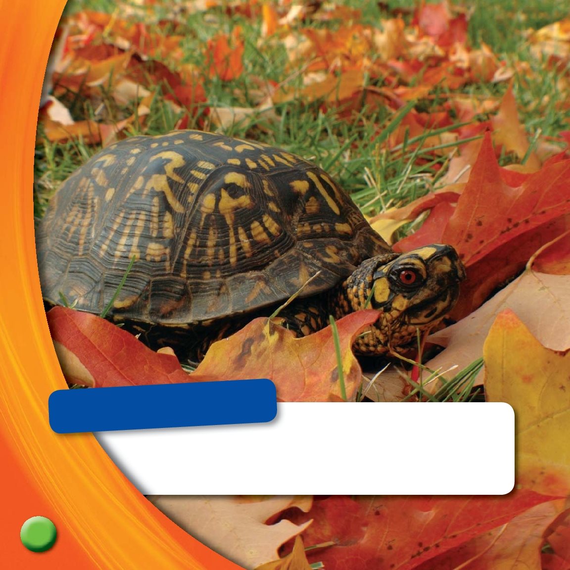 What Do You See What color leaves do you see Box turtles hibernate - photo 19