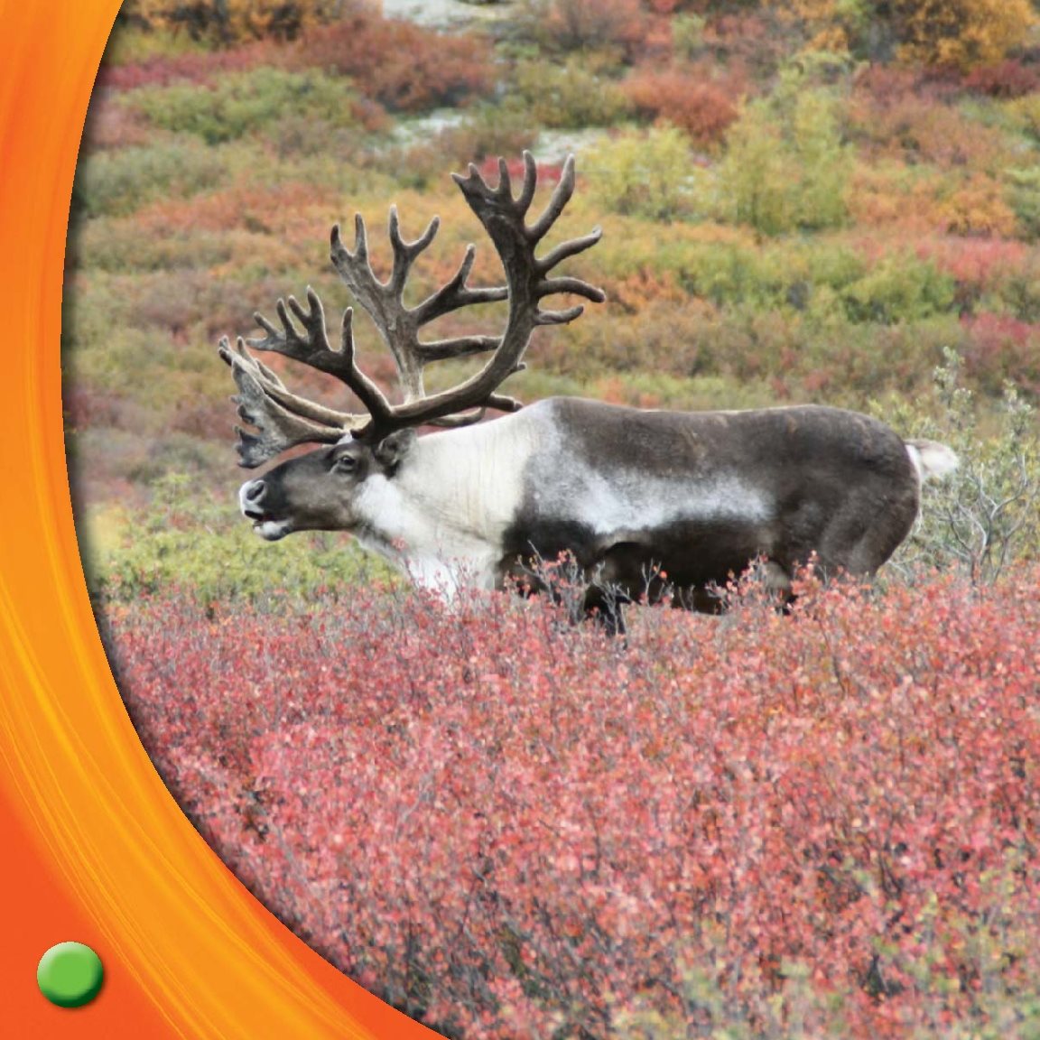 Caribou migrate to find food Snow will fall soon Find Out More BOOK - photo 23