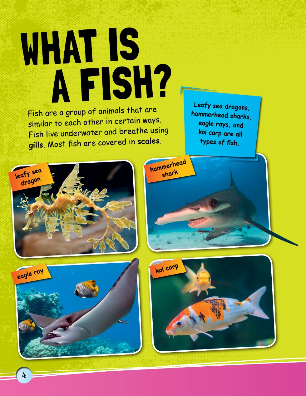 WHAT IS A FISH Fish are a group of animals that are similar to each other in - photo 6
