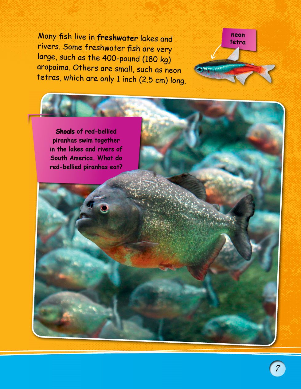 Many fish live in freshwater lakes and rivers Some freshwater fish are very - photo 9