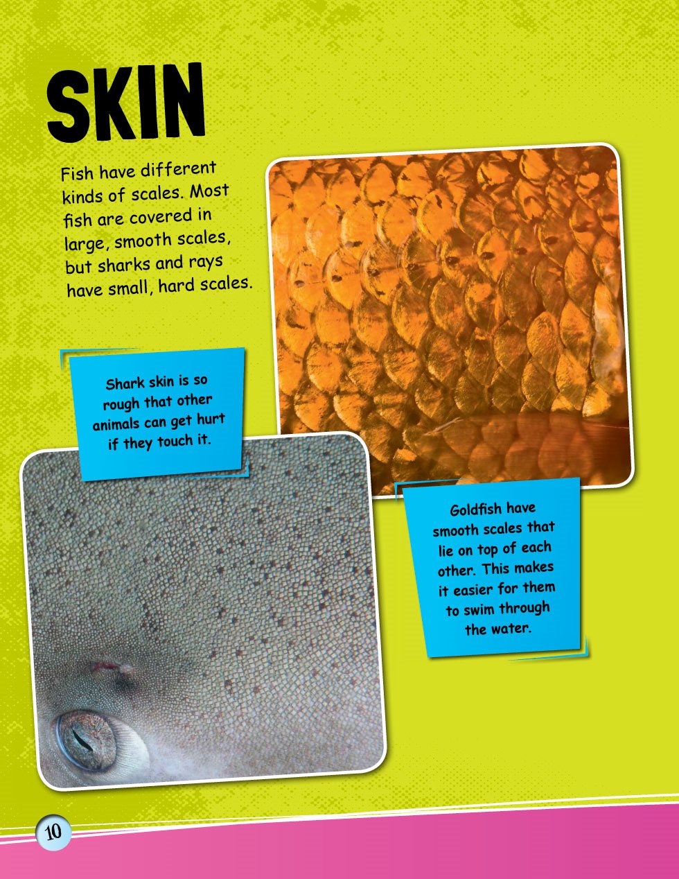 SKIN Fish have different kinds of scales Most fish are covered in large - photo 12