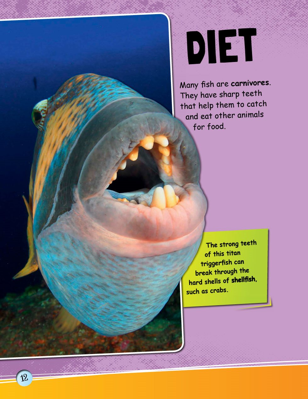 DIET Many fish are carnivores They have sharp teeth that help them to catch - photo 14