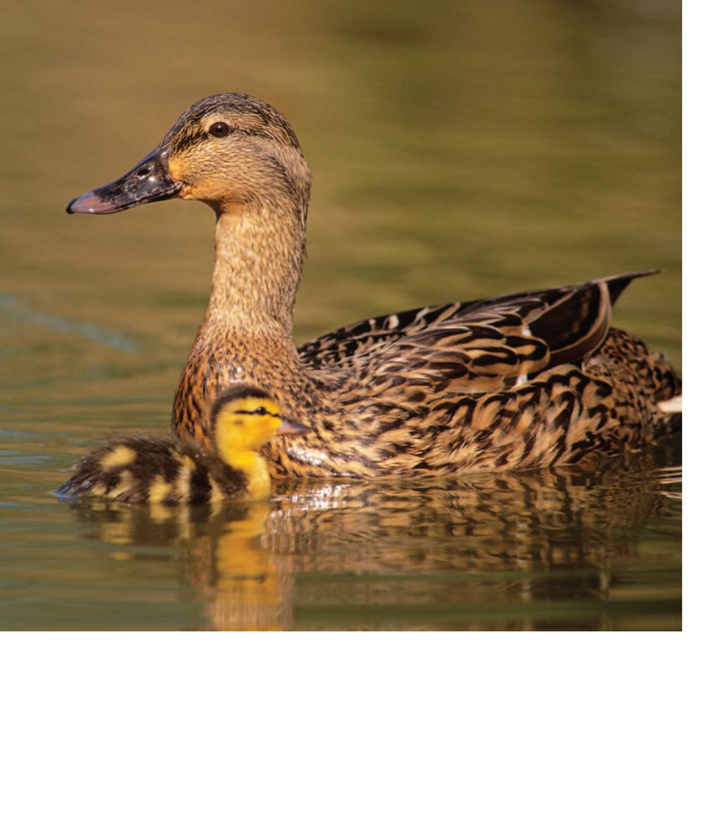 Ducks have feathers that help them float Some birds have fancy - photo 10