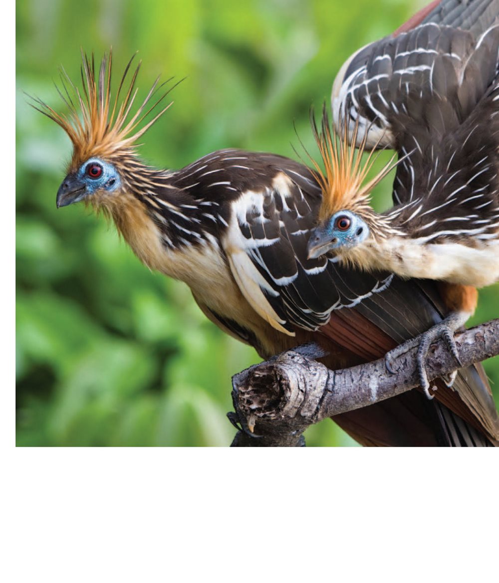 Some birds have fancy feathers Feathers are many colors Some - photo 11