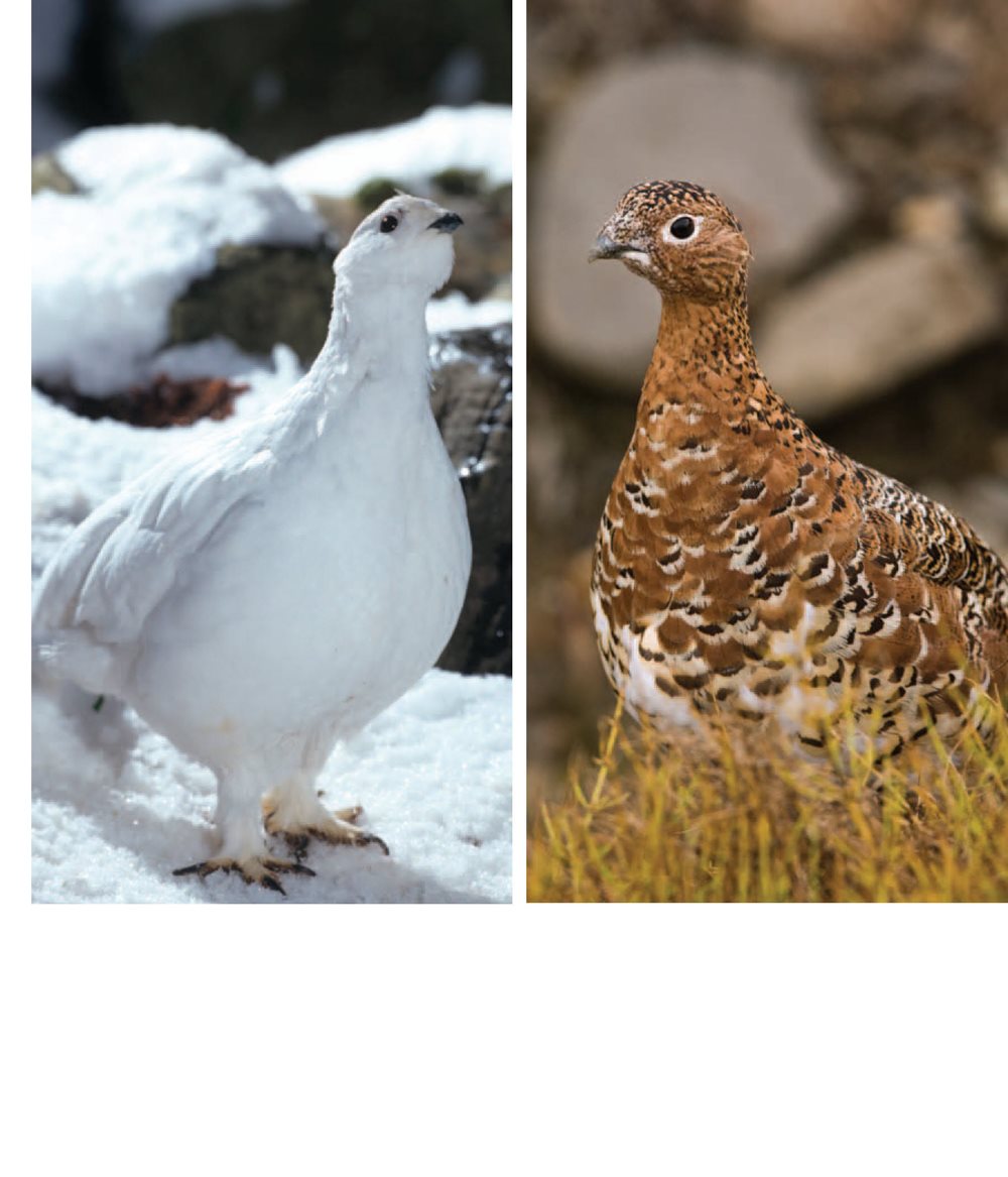 Some feathers change color in different seasons Some birds take baths - photo 13