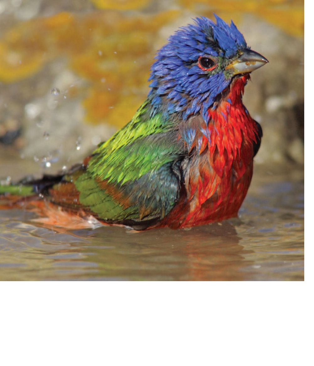 Some birds take baths in water to clean their feathers Other birds - photo 14