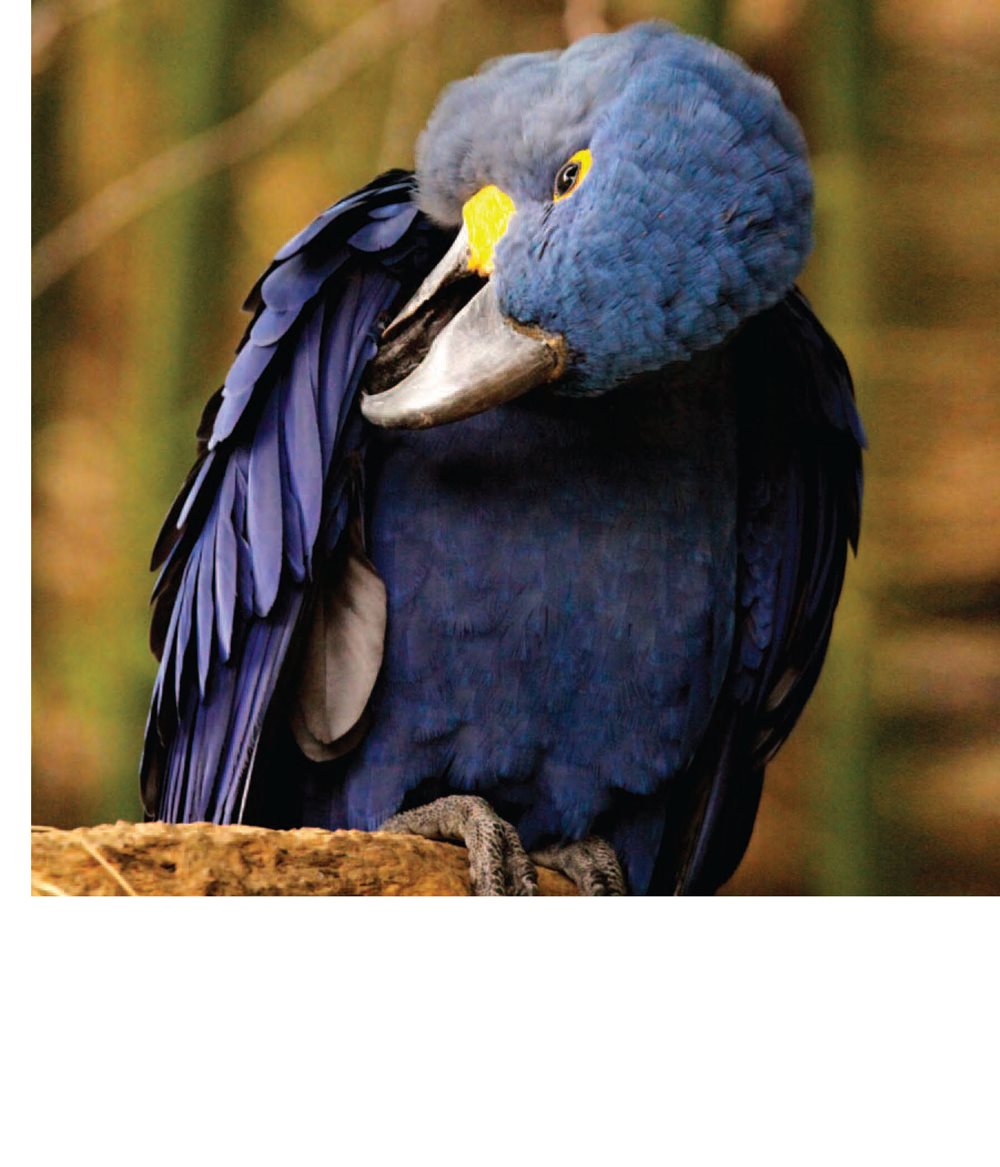 Other birds clean their feathers with their beaks Birds pull out old or - photo 15