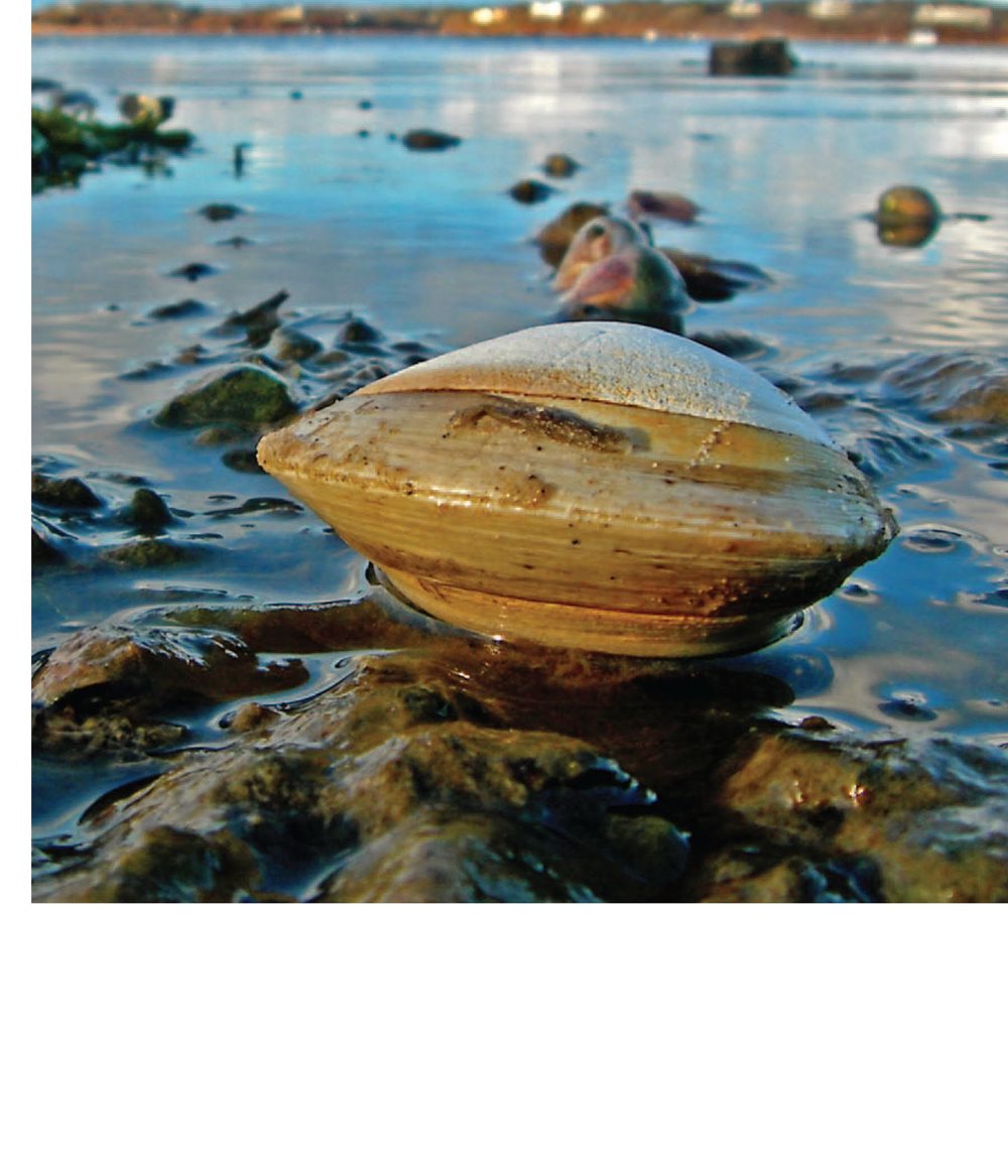 Clams shut themselves inside their shells Shells help animals hide - photo 11