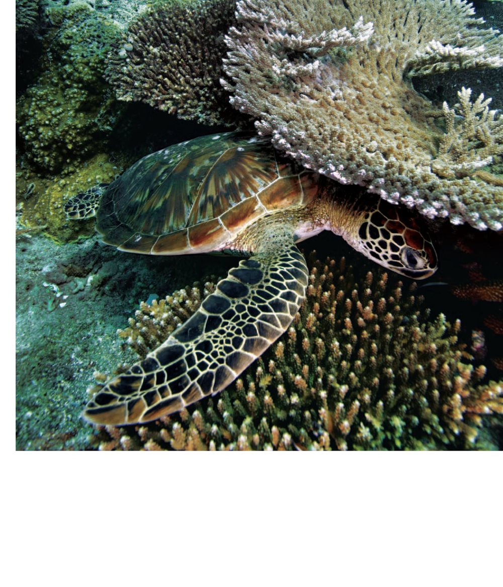 This turtle is hard to see Shells come in different sizes When a - photo 13