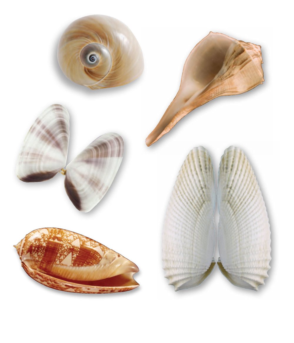 moon snail whelk coquina tent olive angelwing Facts about Shells - photo 21