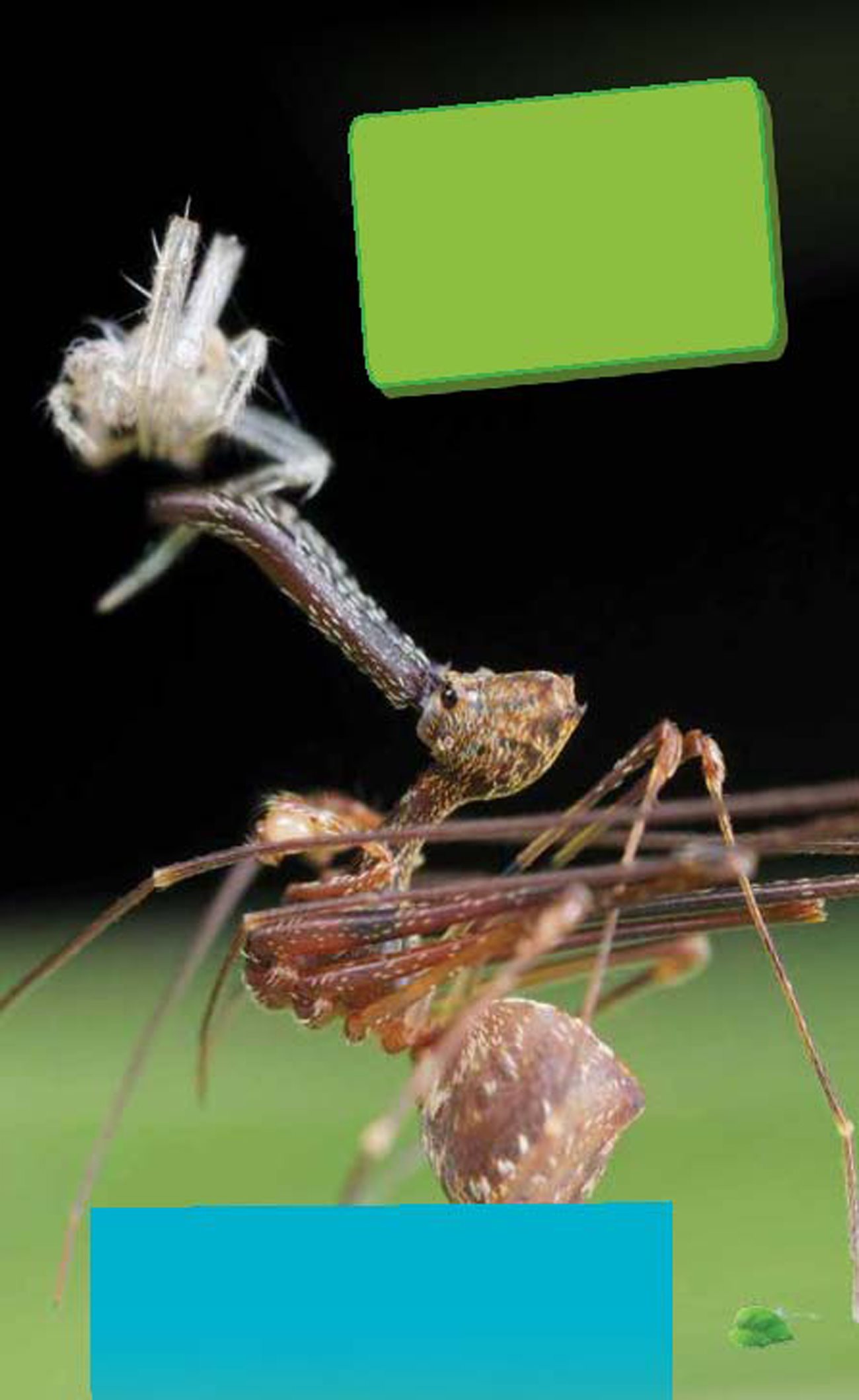 Ferocious Fangs An assassin spider stabs its prey using the fangs at the end of - photo 10