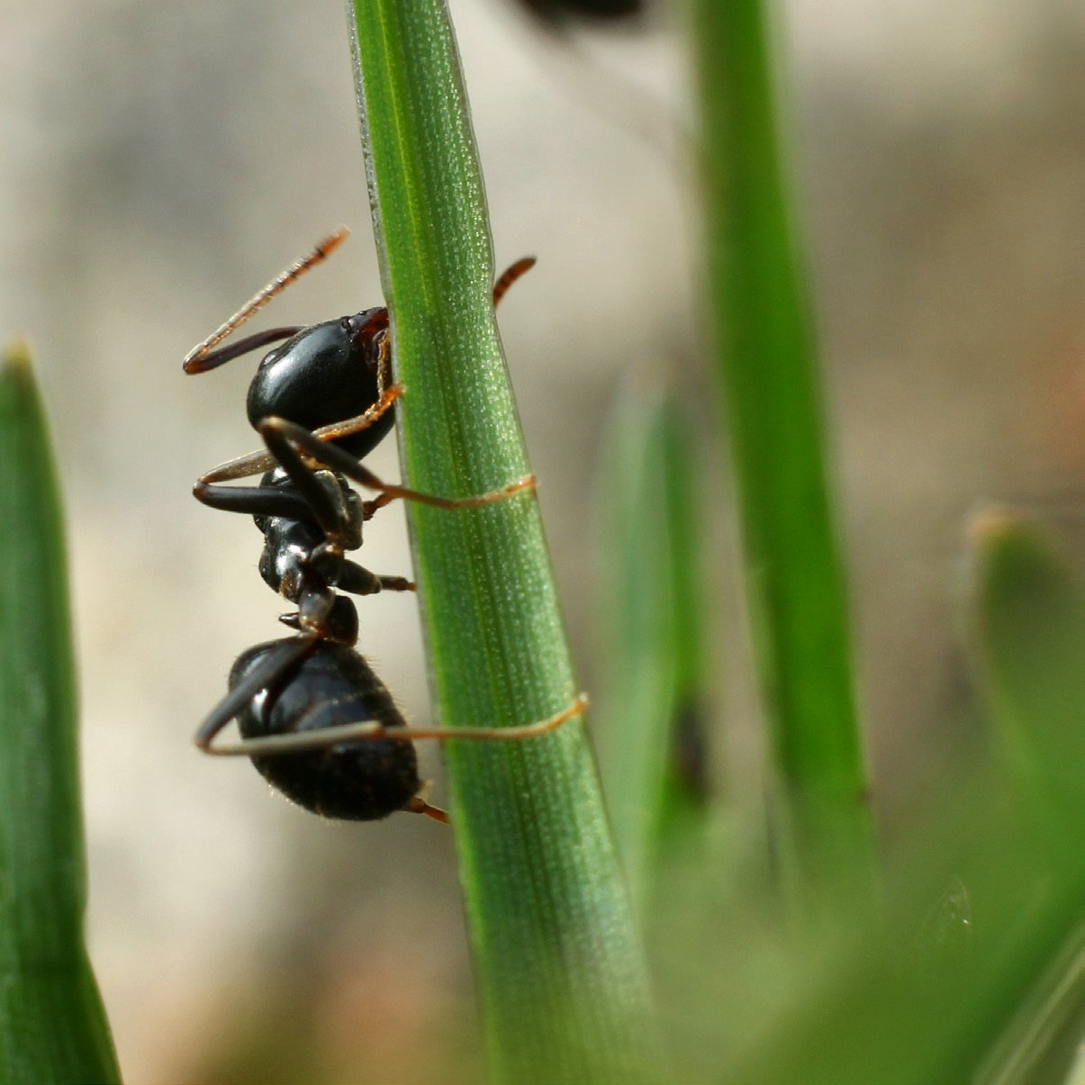 Ants live and work together in a colony Colonies can range from about ants - photo 5