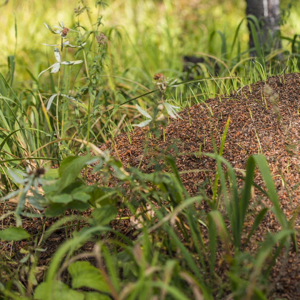 Most colonies have three kinds of ants at least one egg - laying queen - photo 8