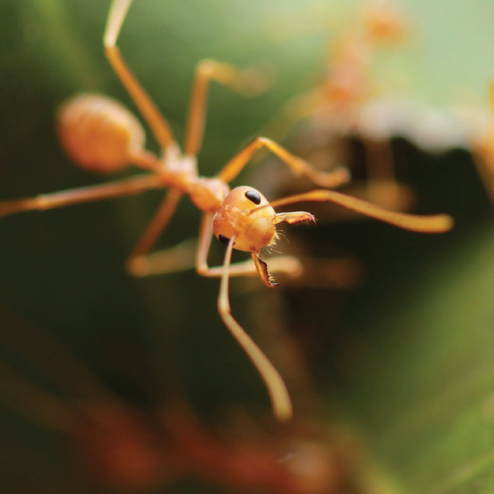 Ant Raids In order to feed the colony ants forage in large groups called - photo 18