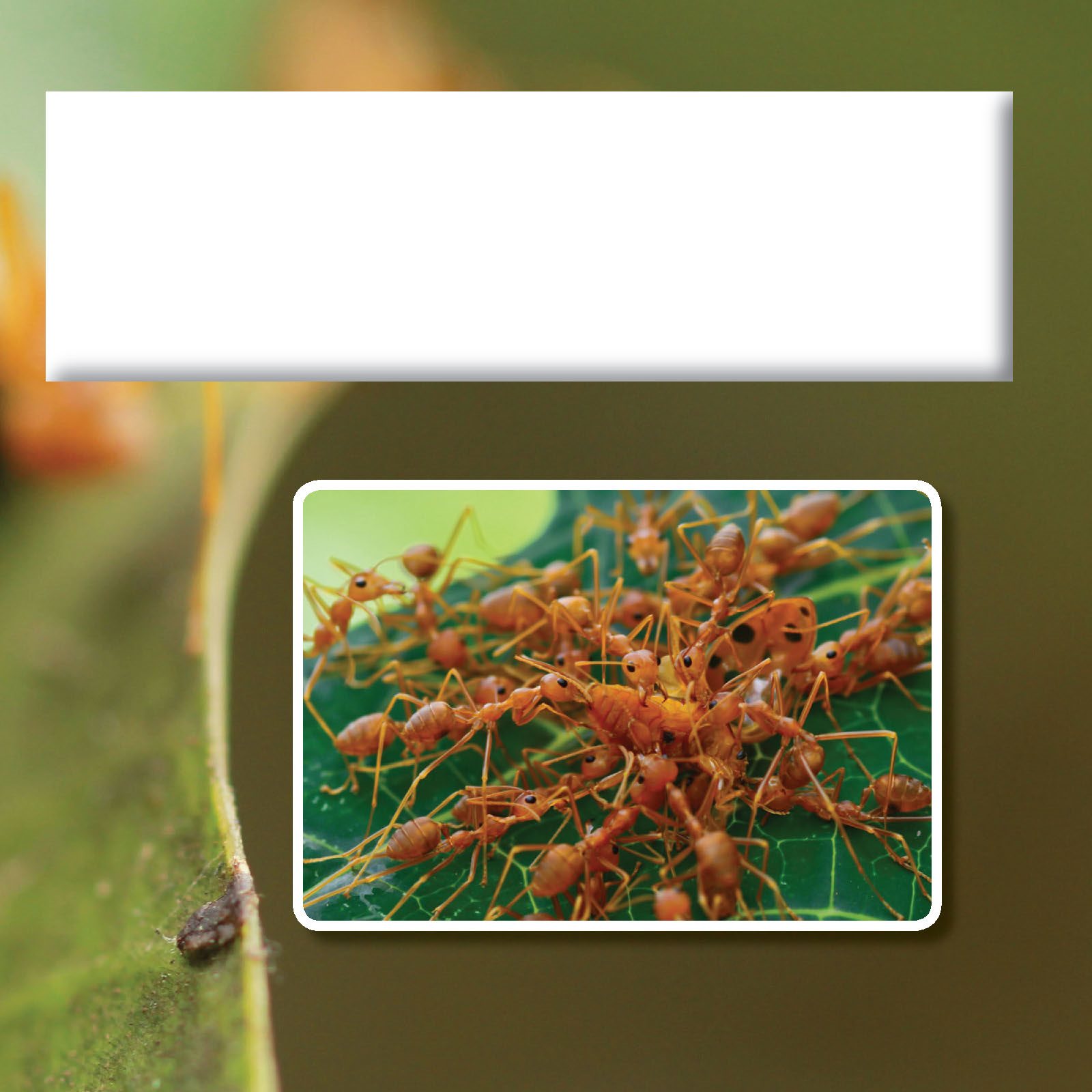 Ant Raids In order to feed the colony ants forage in large groups called - photo 19