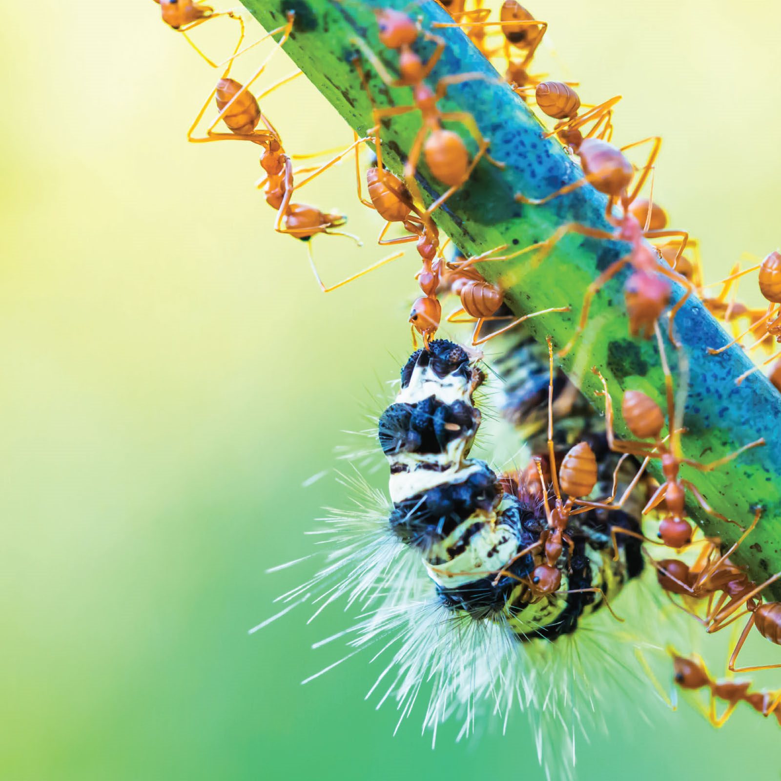 Some ant colonies will eat thousands of insects a day Gloss - photo 20