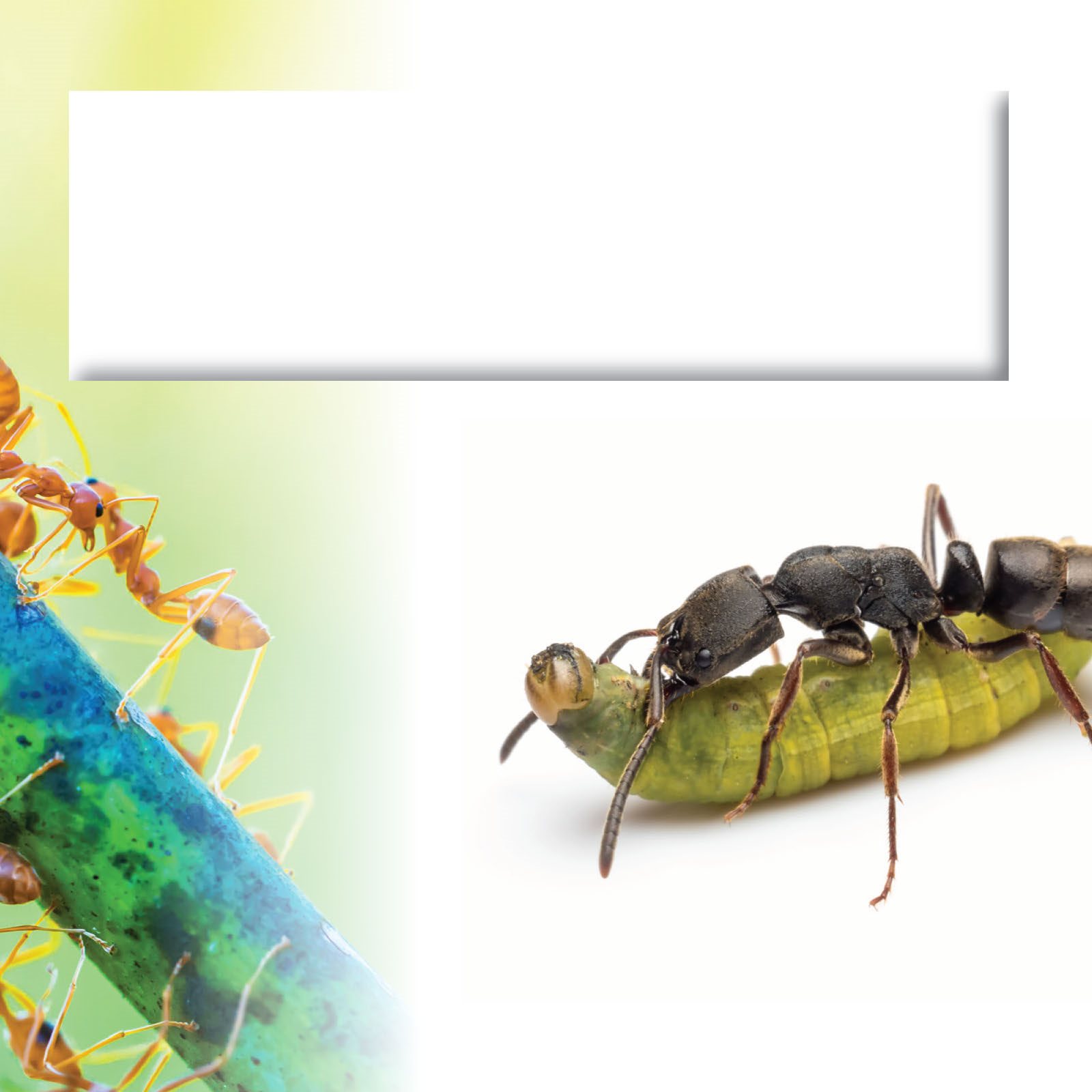 Some ant colonies will eat thousands of insects a day Glossary - photo 21