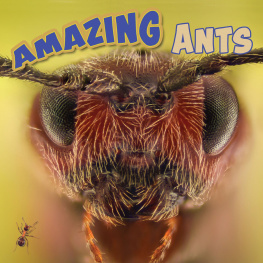 Miranda Kelly - Amazing Ants