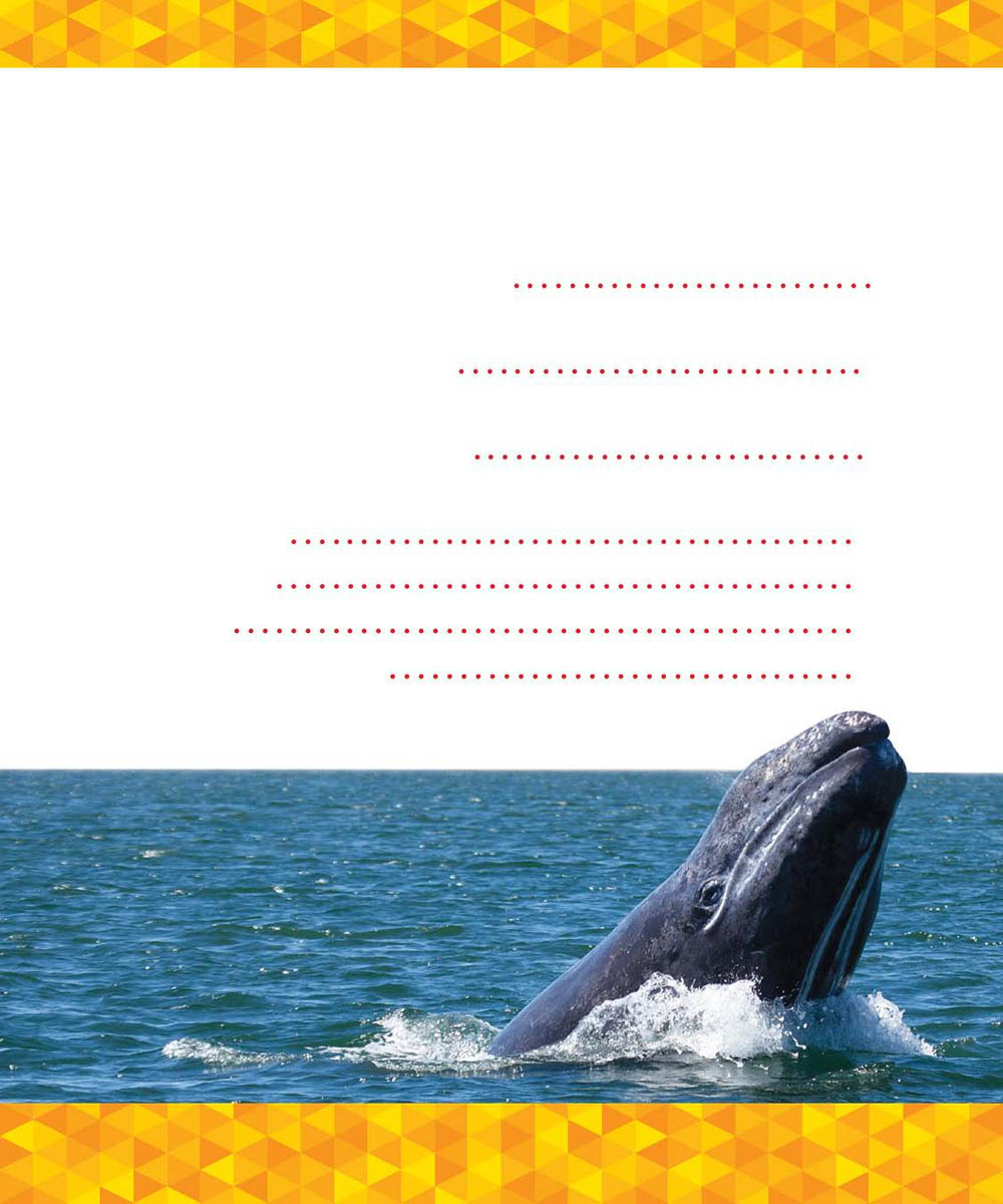 TABLE OF CONTENTS CHAPTER HUNTING GRAY WHALES Gray whales fill the - photo 3