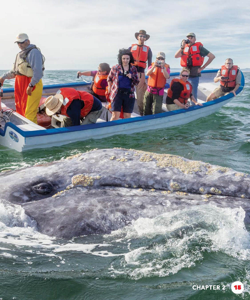 CHAPTER GRAY WHALES TODAY The western North Pacific gray whale is still - photo 15