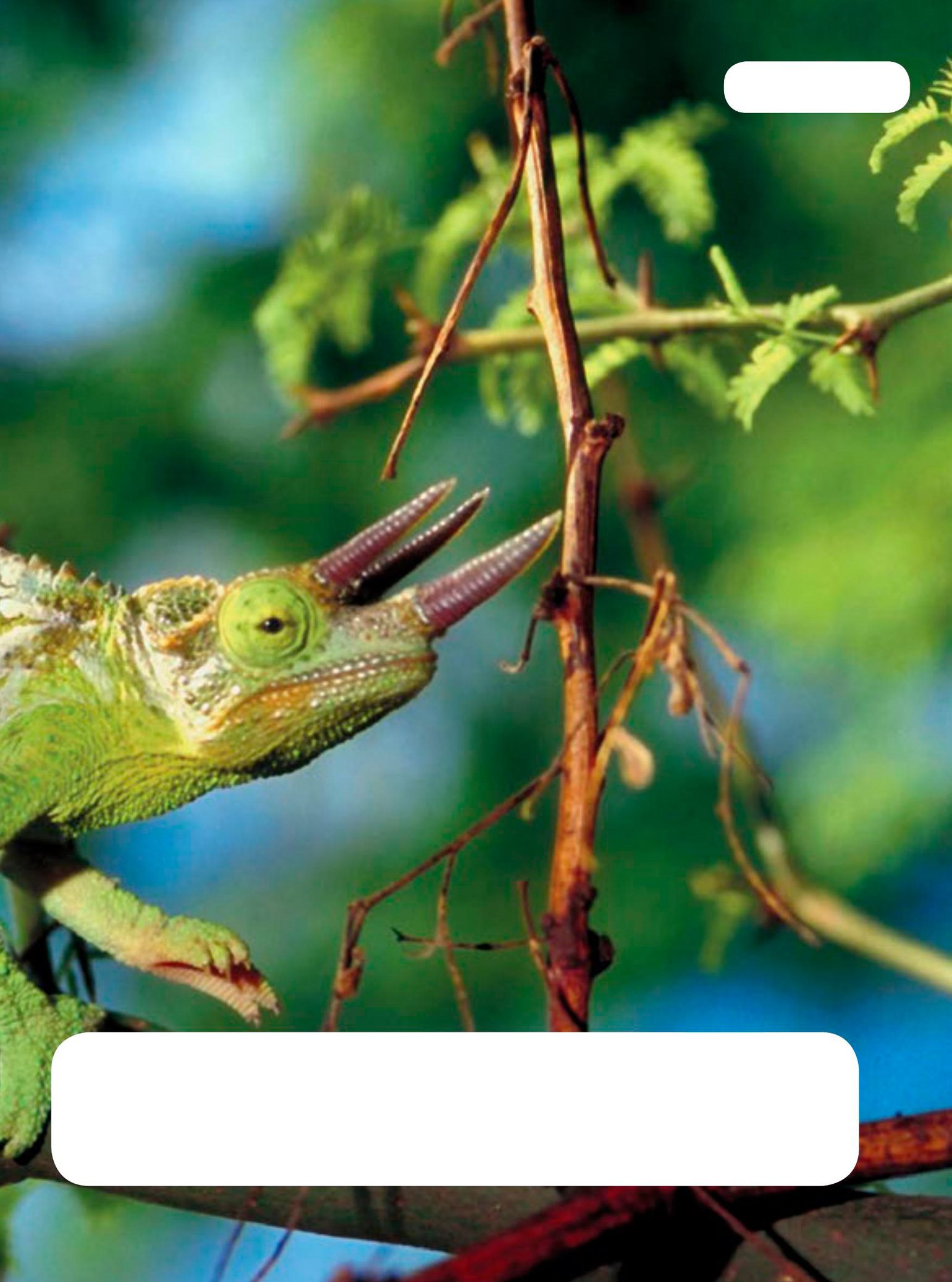 Most people know about an amazing lizard called the chameleon If it gets hot - photo 11