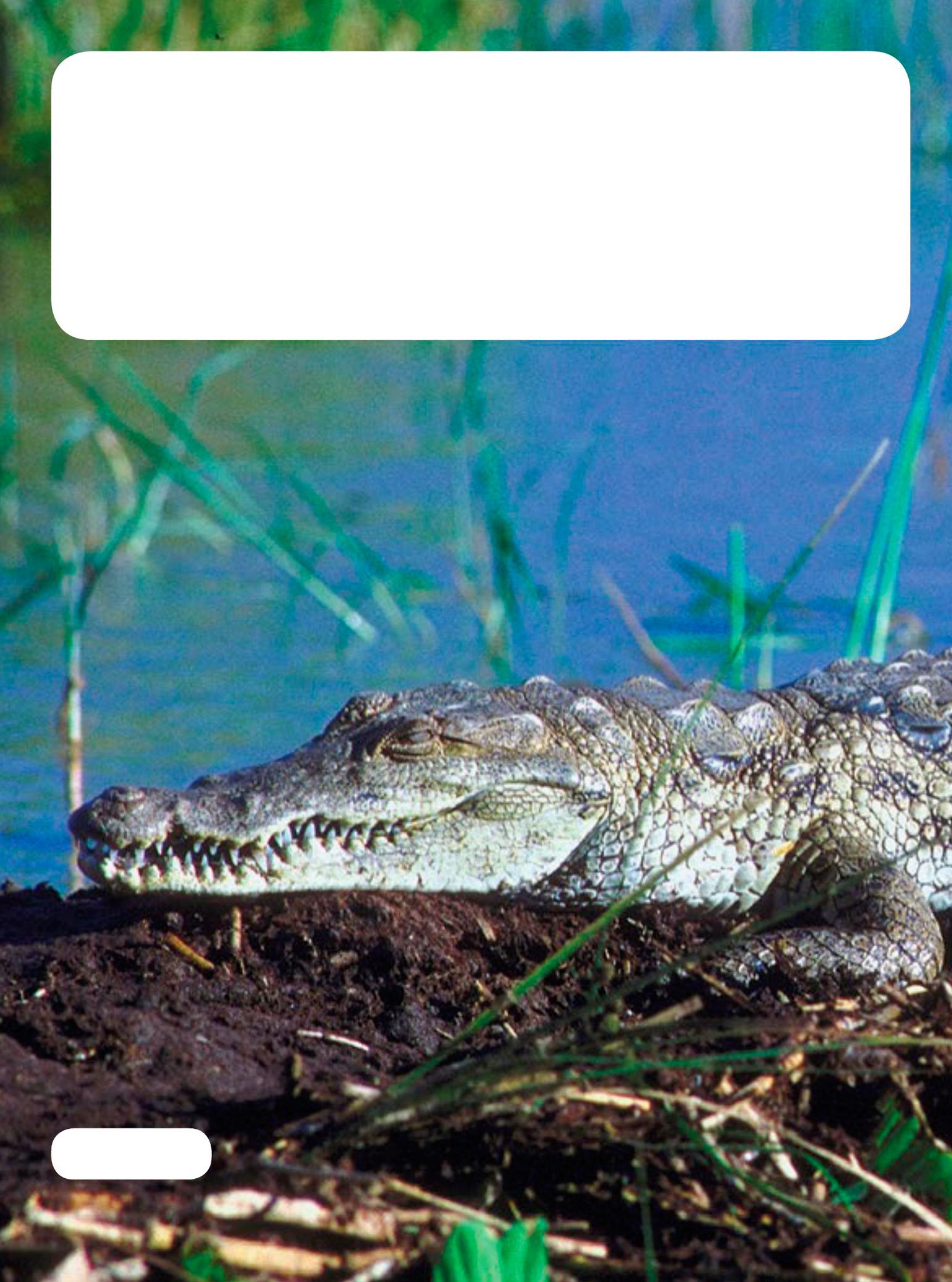 Crocodiles and alligators belong to another group the Crocodilians It isnt - photo 14