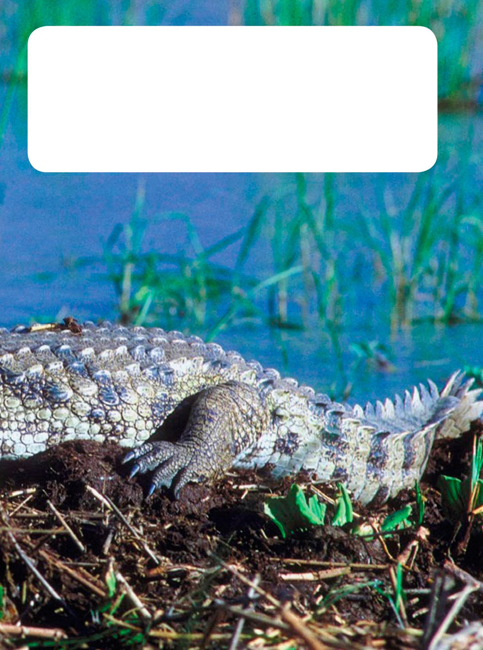 Alligators and crocodiles are better parents than most other reptiles After - photo 15