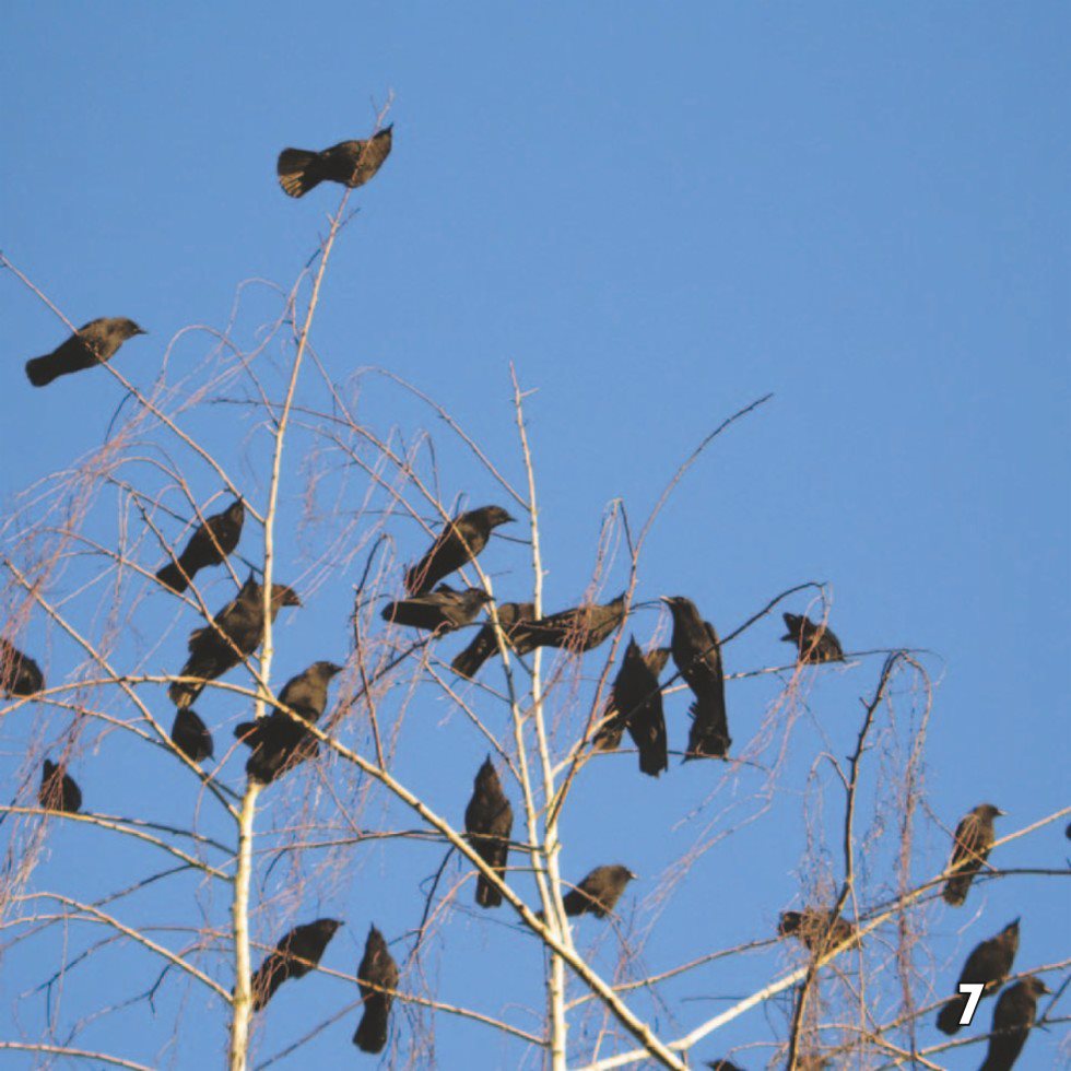 Lets Get Together Crows form murders for several reasons They roost - photo 9