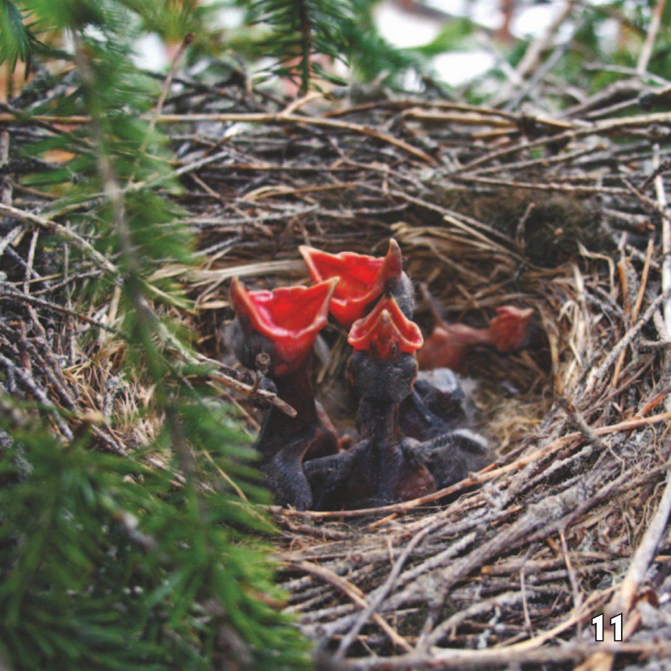 Young crows may stay with their parents for up to years They help build - photo 13