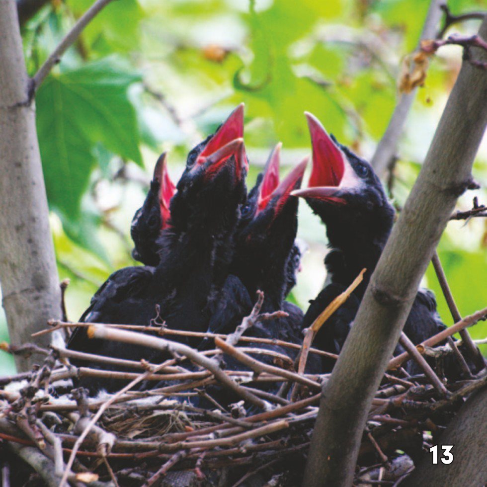 Crow Communication Crows make noises called caws They communicate - photo 15