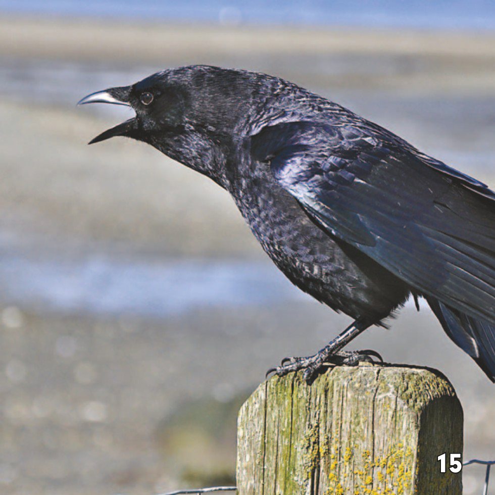 Bird Brains Scientists have discovered that crows are really smart - photo 17