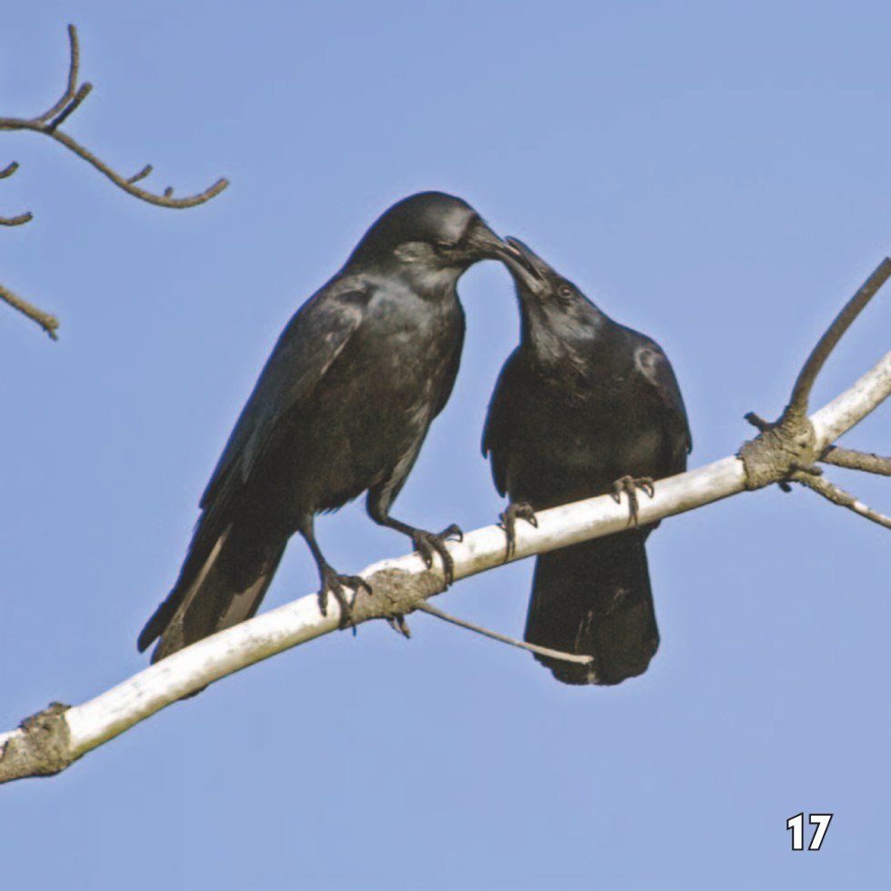 Crows Never Forget a Face If a person tries to hurt a crow the bird - photo 19