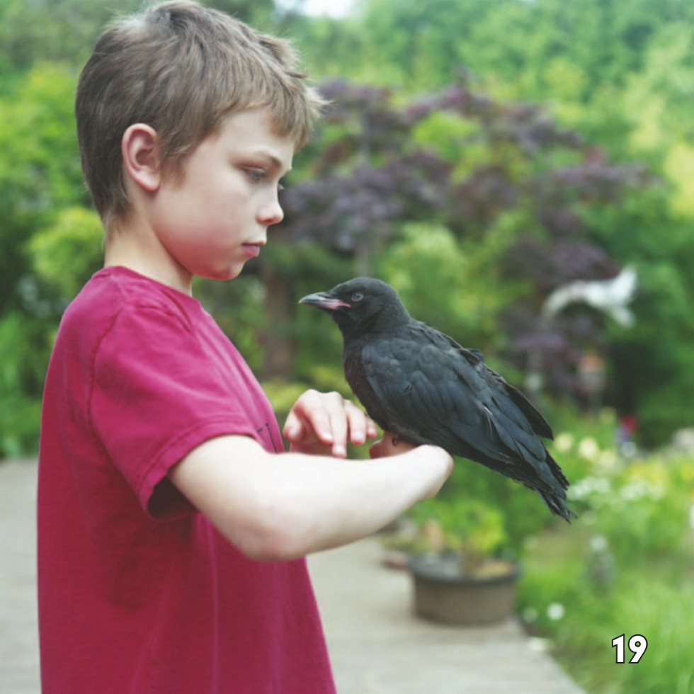 Playful Crows Crows are playful Adults sometimes do tricks while - photo 21