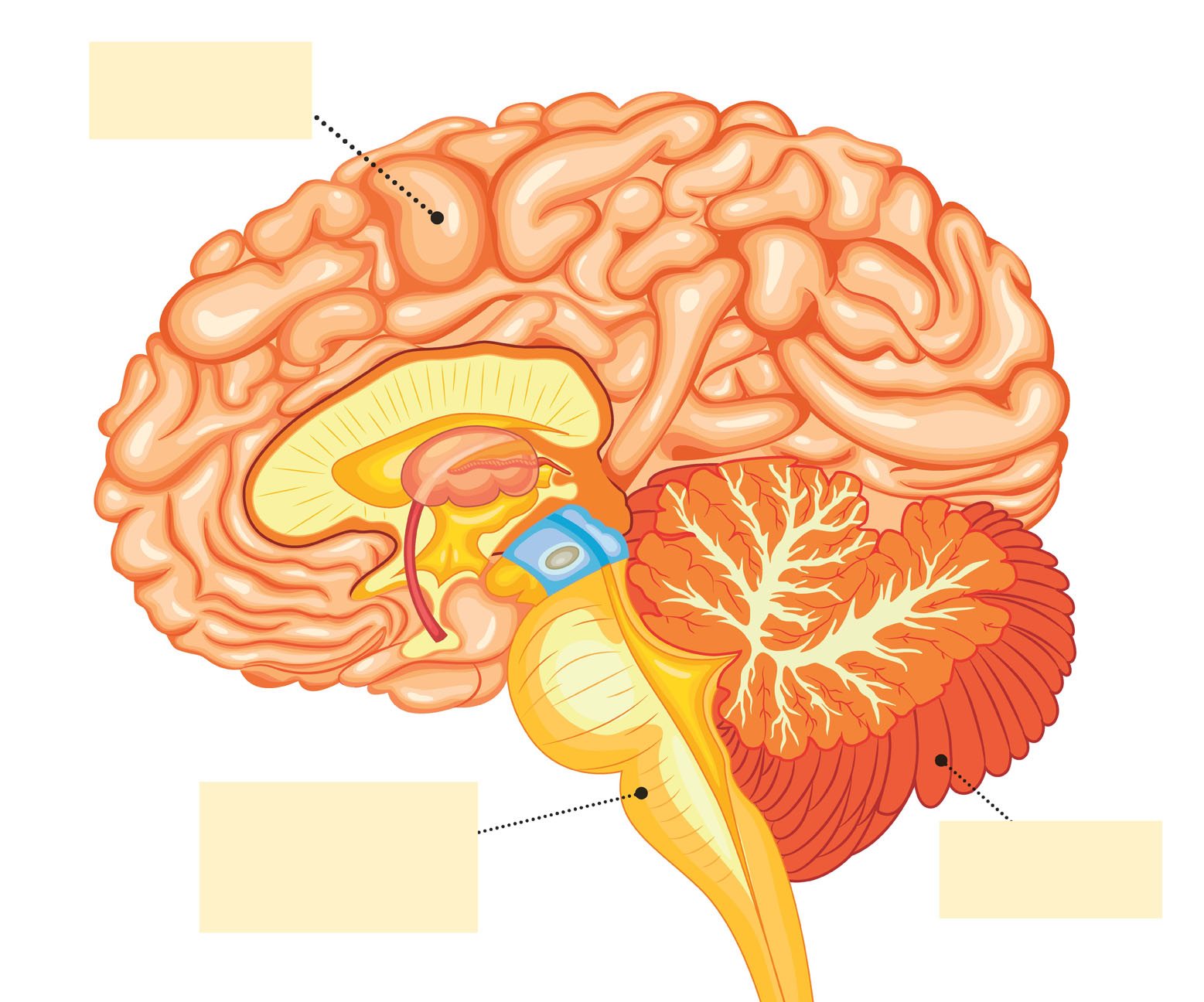 cerebrum thinking brain stem breathing and heartbeat cerebellum - photo 11