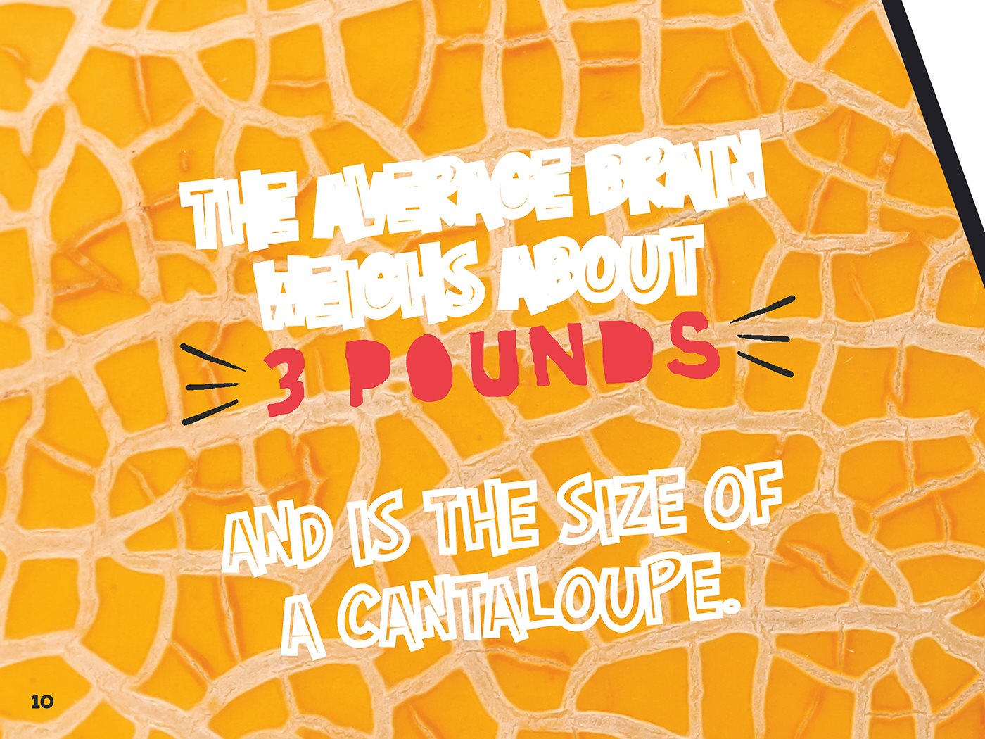 The average brain weighs about pounds 136 kilograms and is the size - photo 11