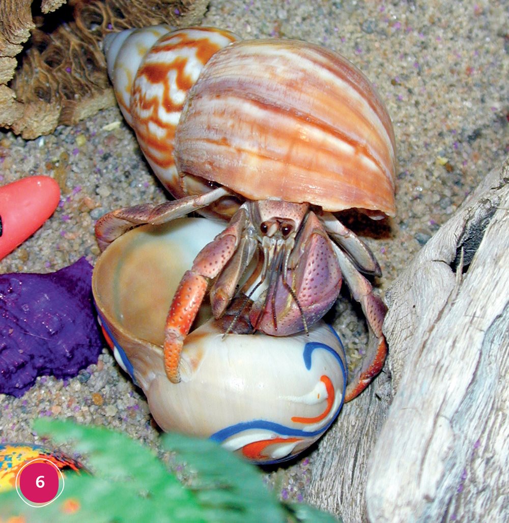 Hermit crabs need a large tank Hermit crabs like to climb We put toys - photo 6