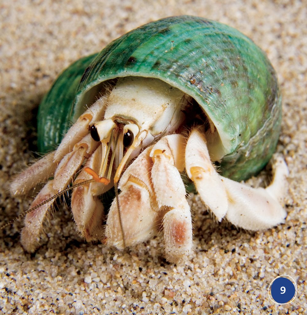 Hermit crabs like to hide They hide in their shells They hide inside the - photo 9