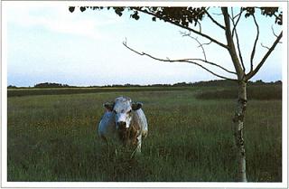 Victor Carl Friesen NATURAL HERITAGE BOOKS TORONTO Copyright 2005 Victor - photo 2