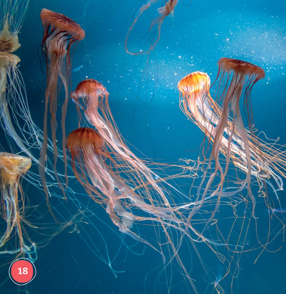 A group of jellyfish is called a bloom Jellyfish are light Water moves - photo 18